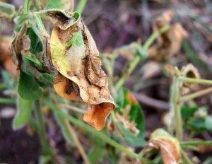 Severe soybean moth damage (photo by Hugh Brier)