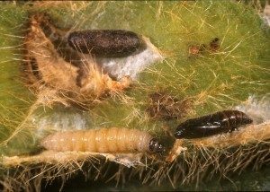 Pre-pupal larvae and soybean moth pupa. The pupae above them has been parasitised