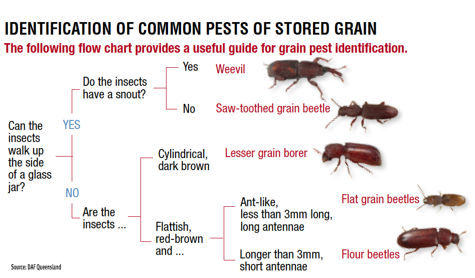 Identifying Insect Pests In Stored Grain The Beatsheet