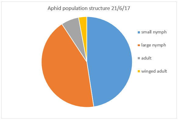 pie chart of age spread of aphid population