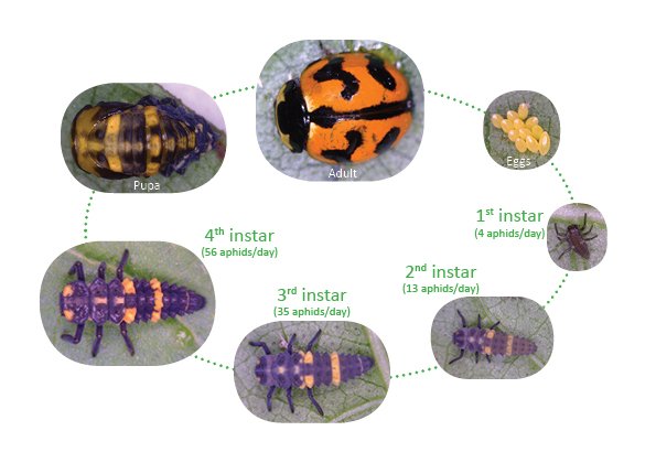 Religiøs Interconnect Fortælle Identifying the larvae of common ladybird species | The Beatsheet