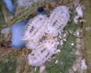 Solenopsis mealybug adults and crawlers. Photo: T. Grundy