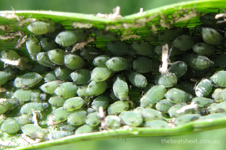 Barley virus G (BVG) found in barley crops across the Darling Downs ...