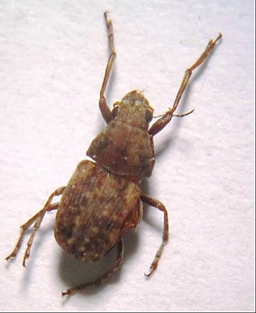 CoffeeWeevil The Beatsheet