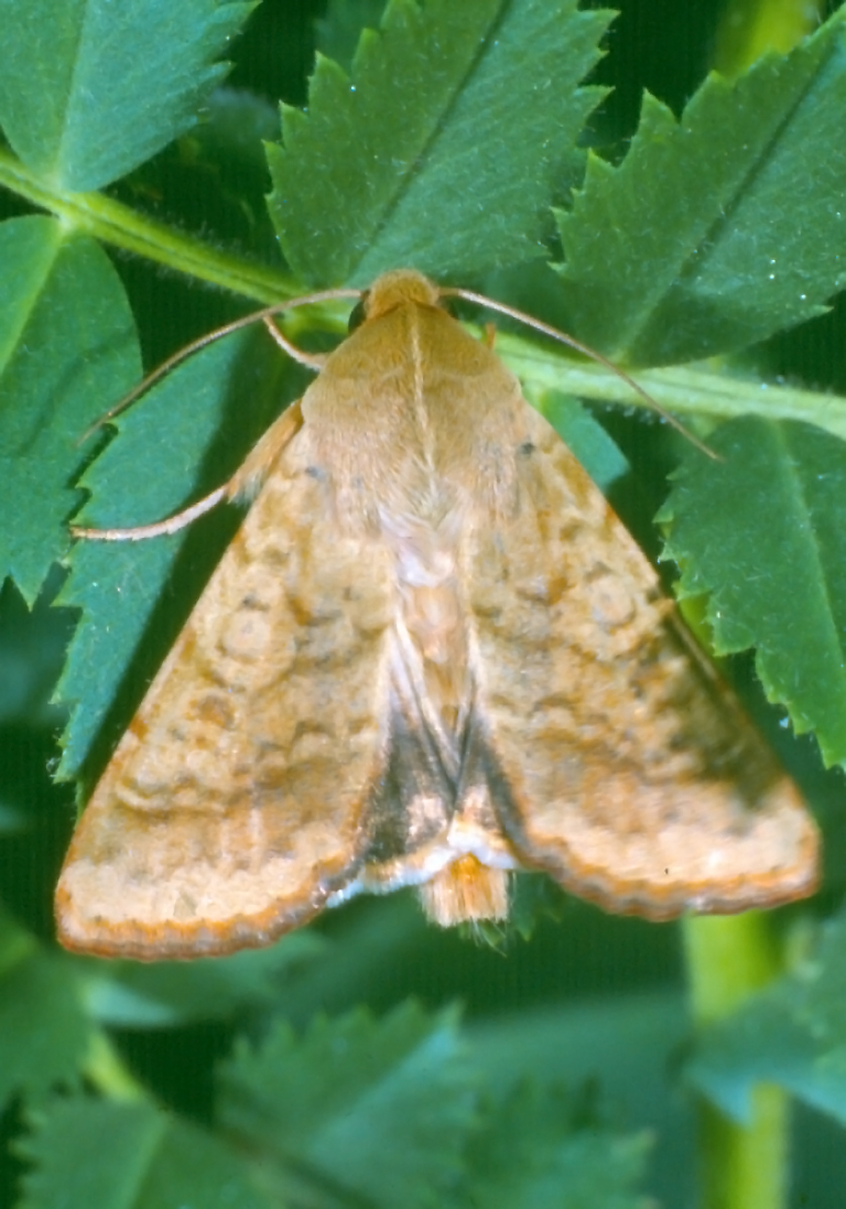 Male Heli armigera moth – The Beatsheet