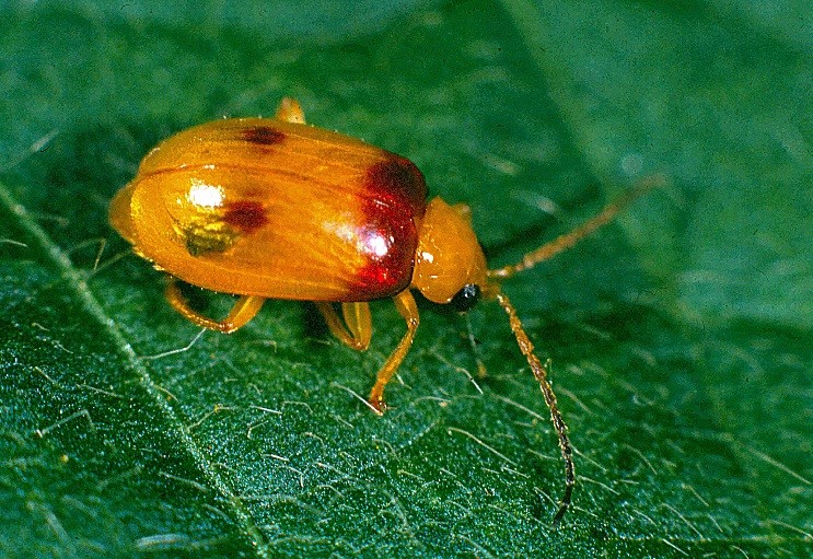 Leaf beetles in Burdekin pulses | The Beatsheet