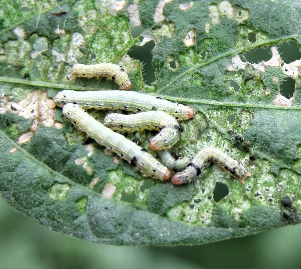 tobacco caterpillar in soybean Hungry little caterpillars clustering on Burdekin soybean pods