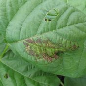 Mungbean diseases | The Beatsheet