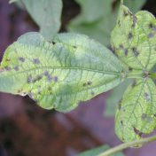 Mungbean diseases | The Beatsheet