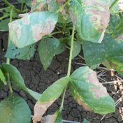 Mungbean diseases | The Beatsheet