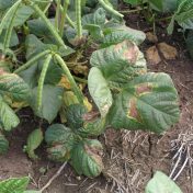 Mungbean diseases | The Beatsheet