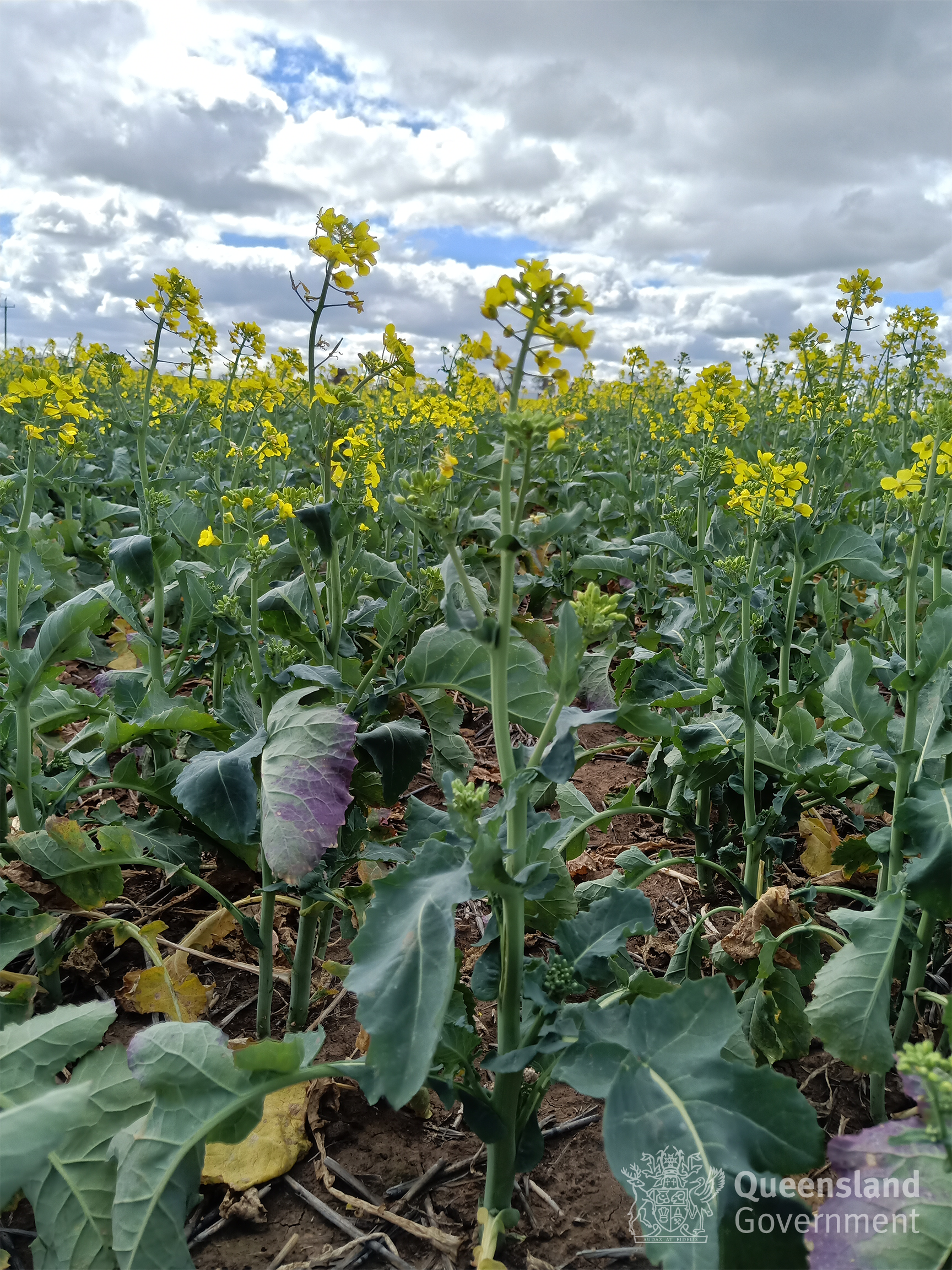 Keep an eye out for turnip yellows virus (TuYV) in canola this season | The  Beatsheet