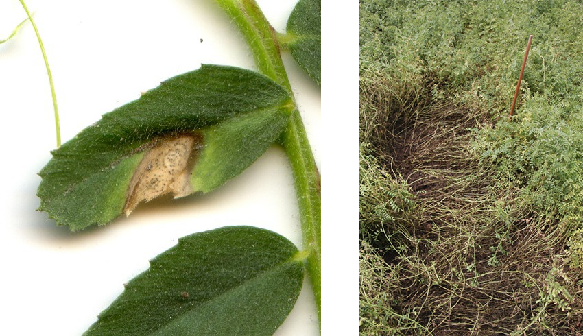 Chickpea disease symptom photos by Lisa Kelly and Mal Ryley