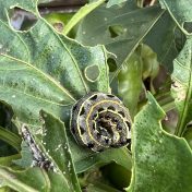 caterpillar on capsicum leaf