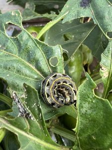 caterpillar on capsicum leaf