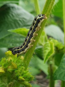 Caterpillar eating mungbean flowers