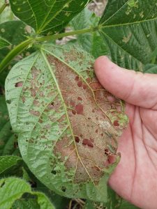 skeletonised leaf with upper epidermis intact