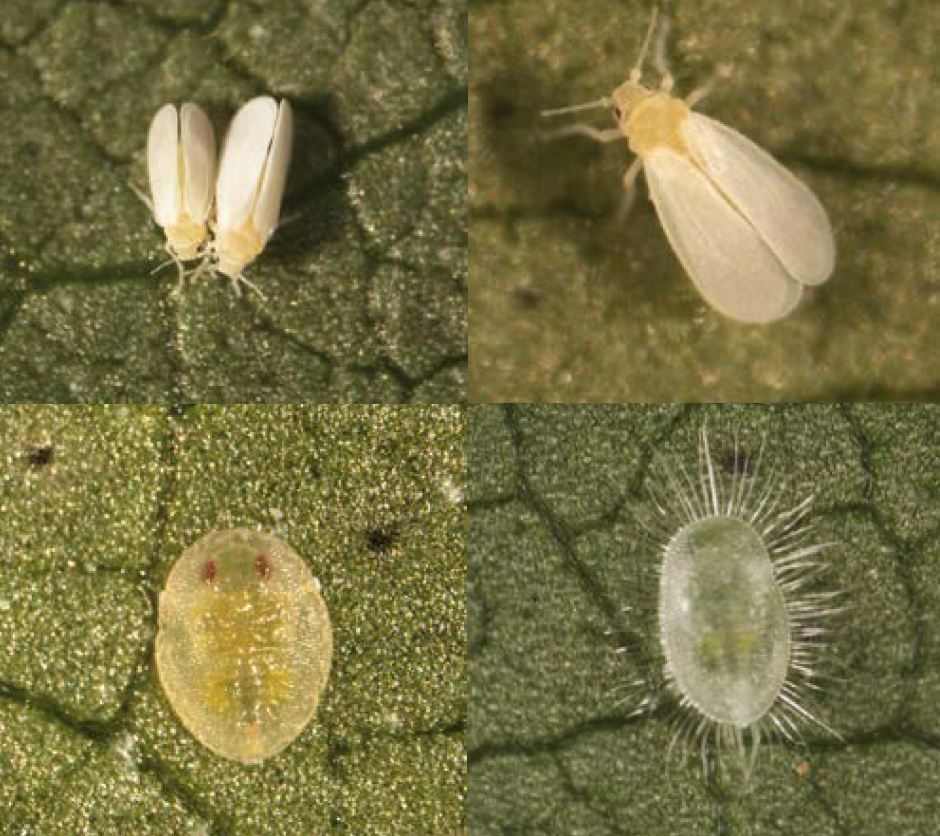 Whiteflies
