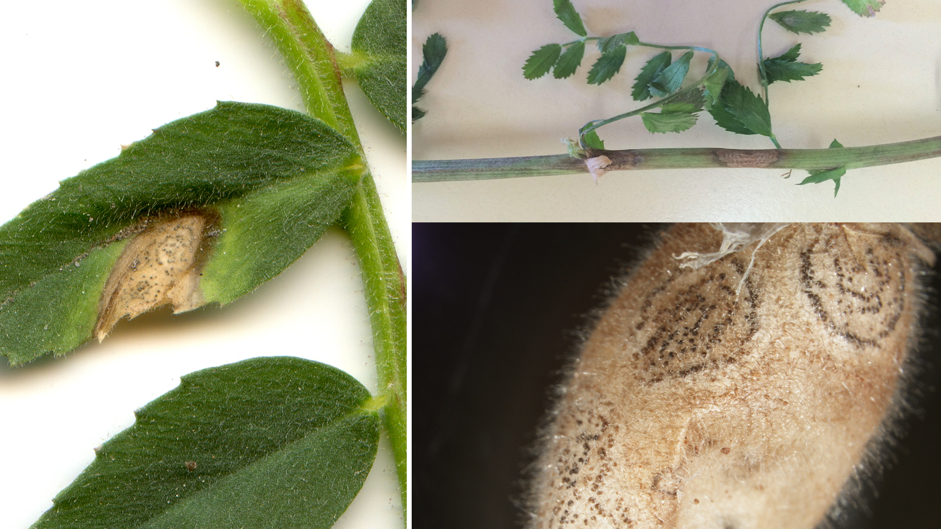 Disease alert: fungal disease in chickpeas | The Beatsheet