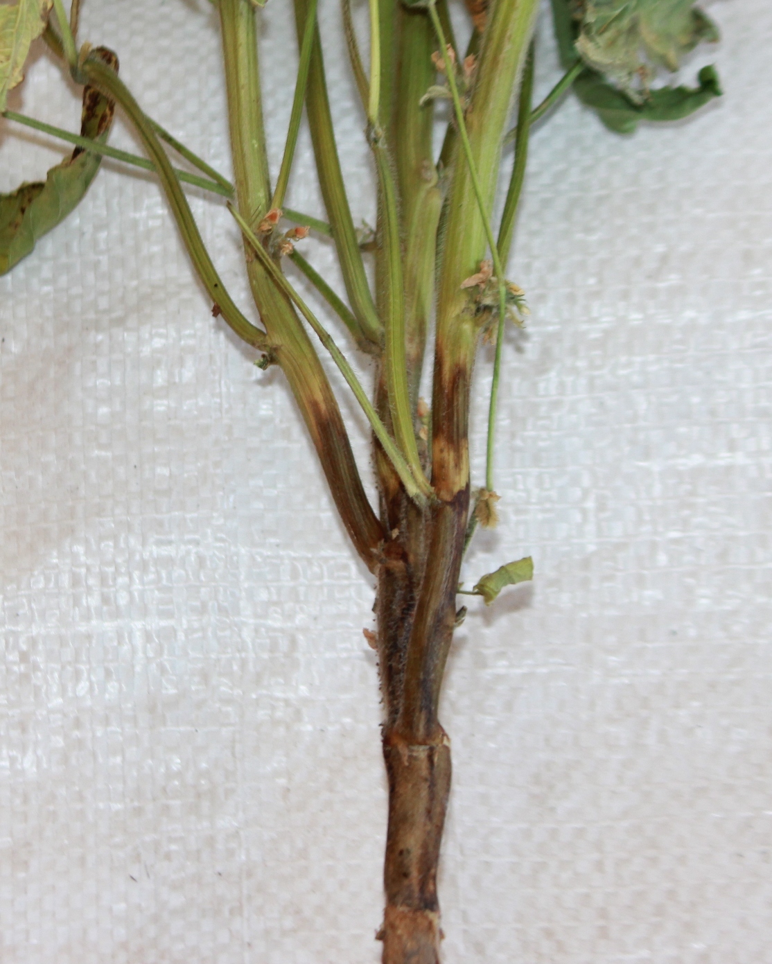 Soybean stem fly outbreak in soybean crops | The Beatsheet