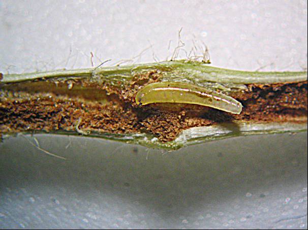 Soybean stem fly outbreak in soybean crops | The Beatsheet