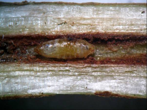 Soybean stem fly outbreak in soybean crops | The Beatsheet