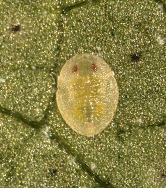 Whitefly resistance monitoring in Cotton | The Beatsheet