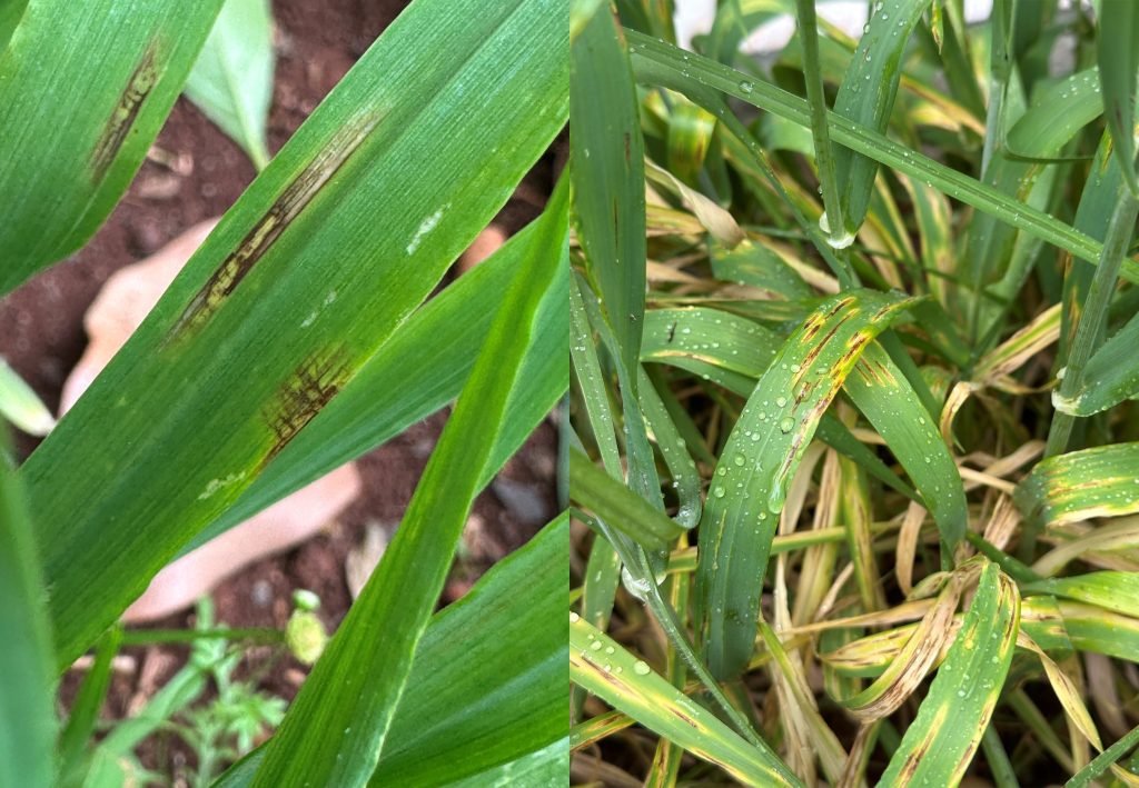 Brown lesions with surrounding yellow tissue on barley leaves